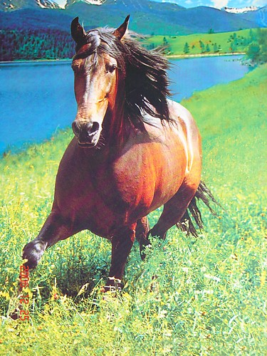 :*KONIK:*