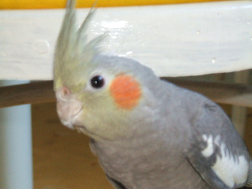 Papuga