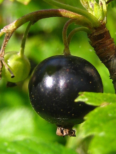 Czarna porzeczka