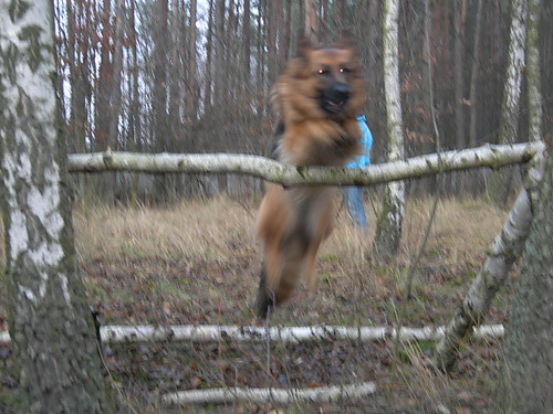 Co tam konie;P
