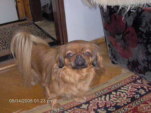 Pinio