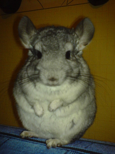 Gucio
