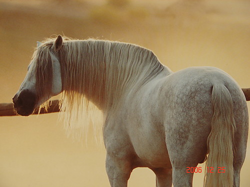 :*:*:*:*KONIK:*:*:*:*