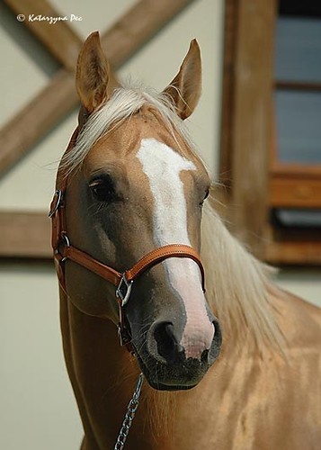 koniik sweeety