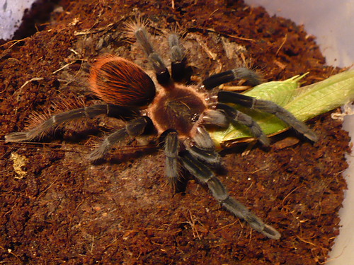 Arachnea de omnes sincei....
