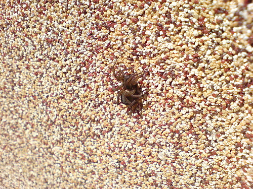 Tarantula!!!!!!