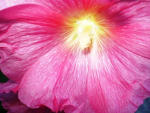 Wpis cyganeczkii