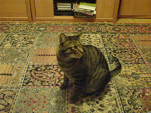 LICZNY KOTEK