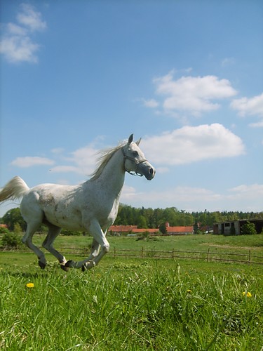 pagudka