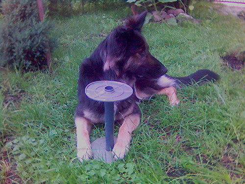 Fiona z now zabaweczk