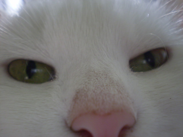 Wpis cocochanelka