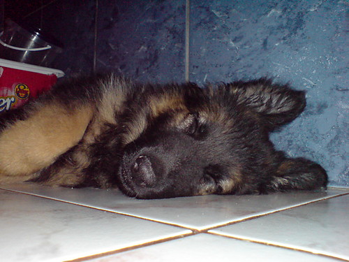 Wpis raamboo