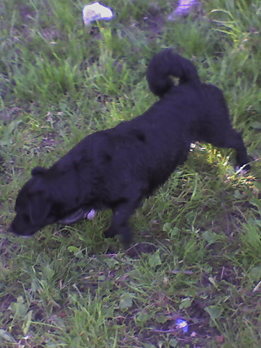 Pikus :*