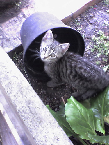 Smuka Dziewica :]