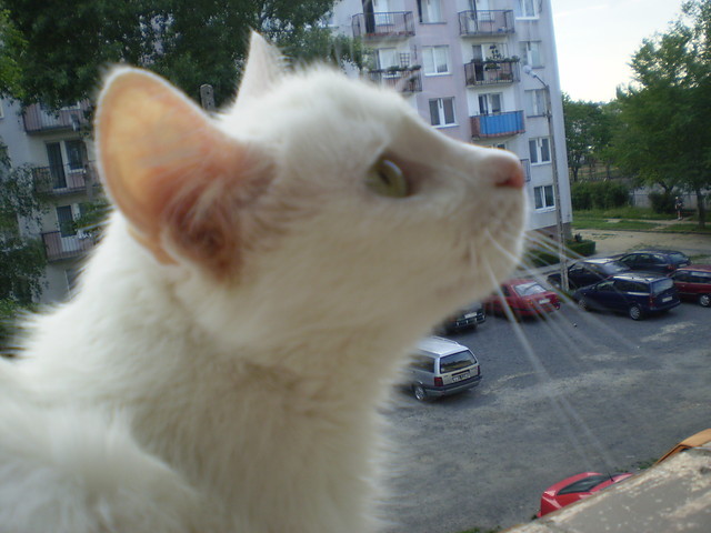 Wpis cocochanelka
