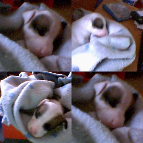 Moj Piesk