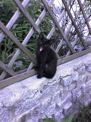 Tofik again :)