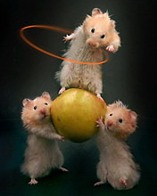 3 CHOMIKI 