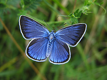 Piekna natura