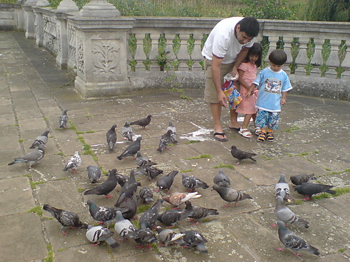 Pigeons