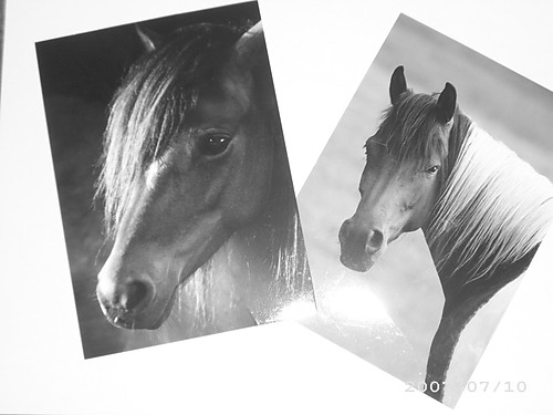 pieknosci z tych konikow:)