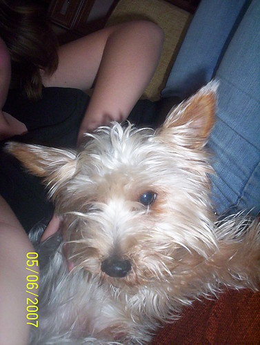 My dog