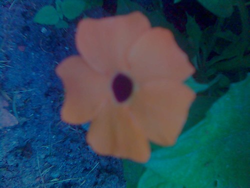 Turnbergia