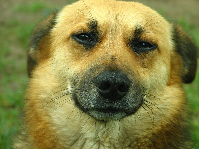 Pan Toffik