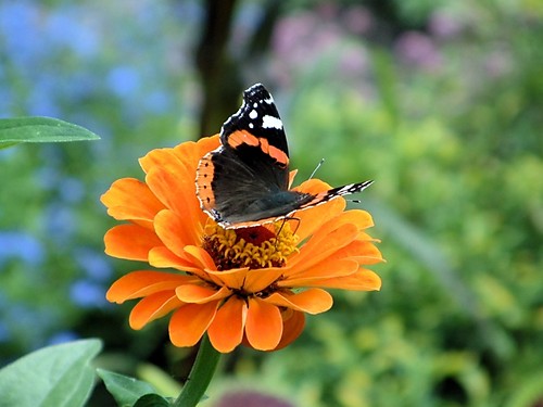Mariposa