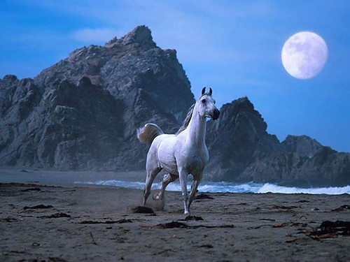 galop