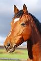 Konik