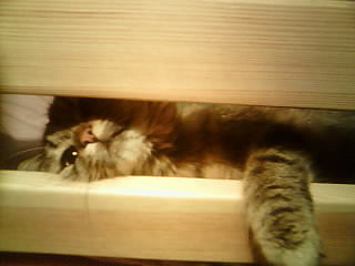 Kiciu:D