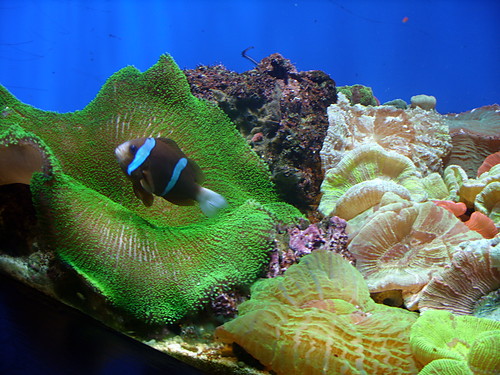 nemo