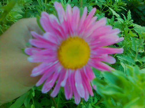 Aster