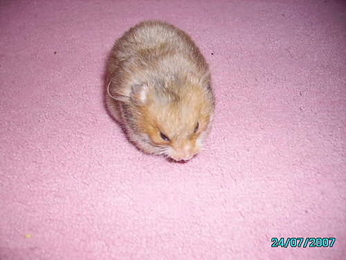 SWEETIE!!