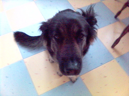 Fionita