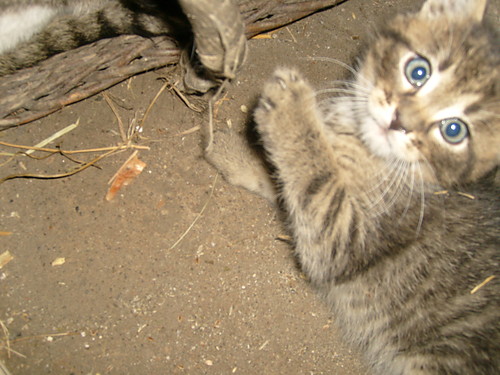 Miaaauu ;*