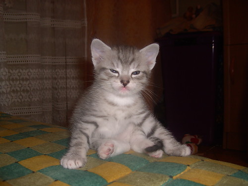 Mj kochany Bbel
