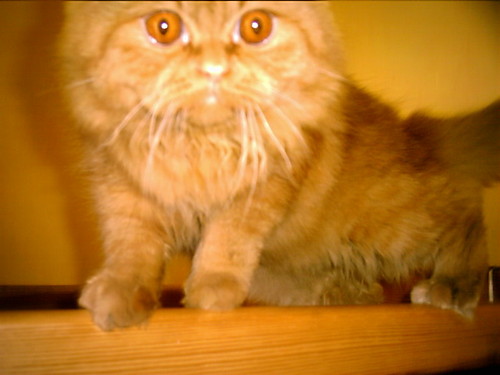 kotek