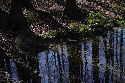Water in the Forest