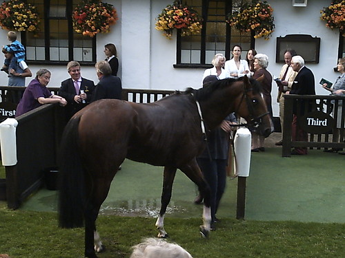 konik