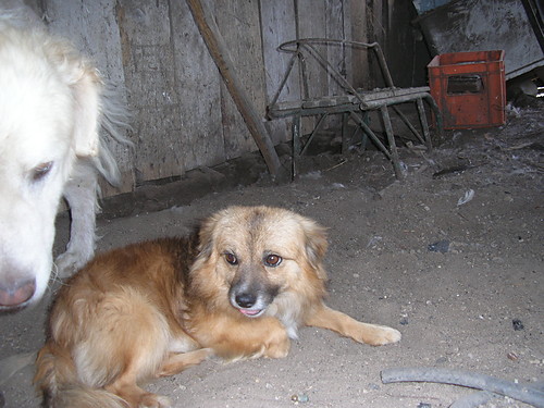 PuSeK