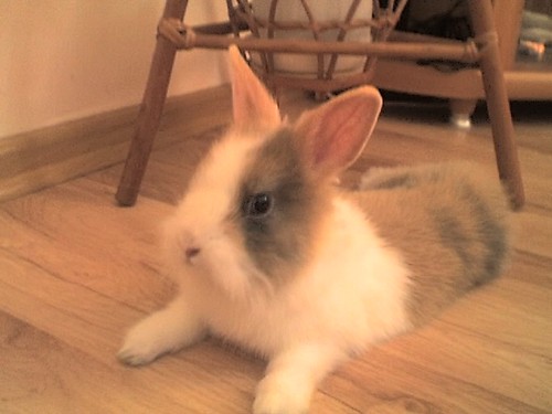 didi:D