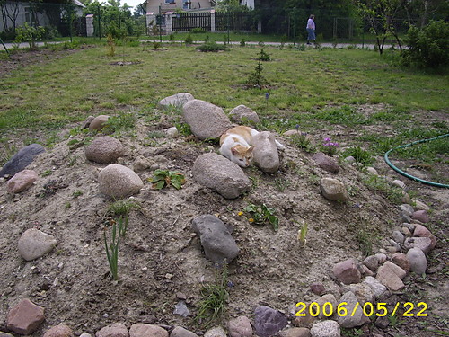 Kotek
