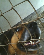 Korek