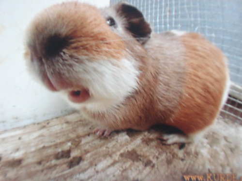 chomcio