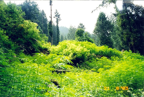 plantacja