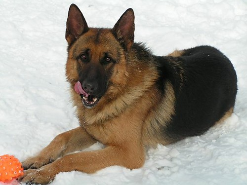 Sylwetka