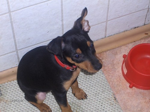 This is my sweety dog ;]