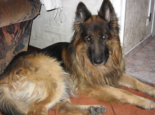 Szata